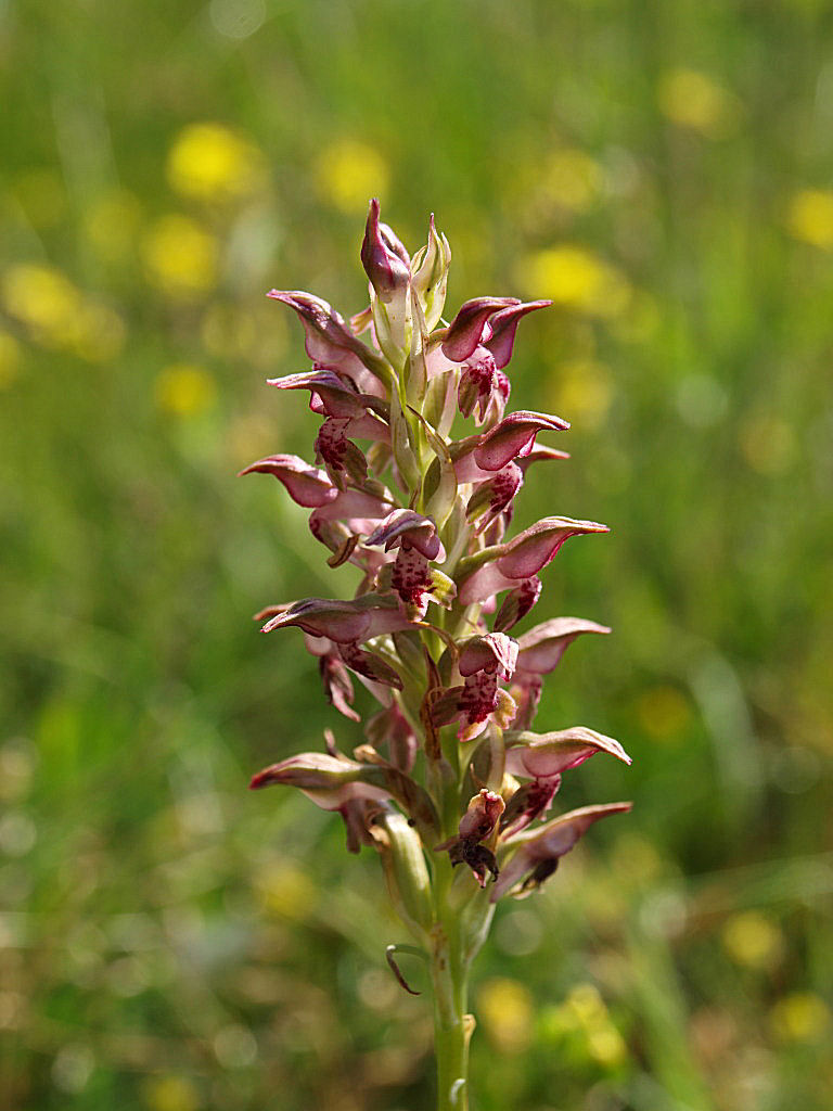 Cimicina o fragrans?